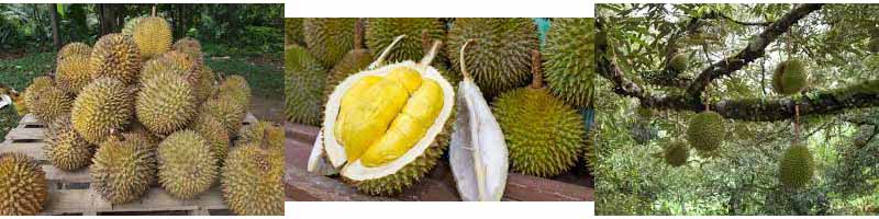 Durian, Local Malaysian Fruits