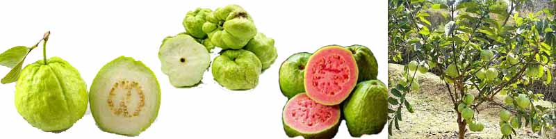 Guava, Local Malaysian Fruits