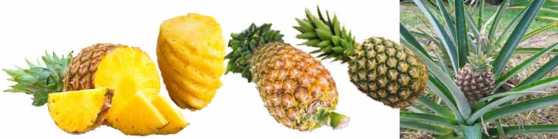 Pineapple, Local Malaysian Fruits