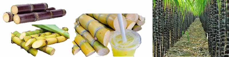 Sugarcane, Local Malaysian Fruits