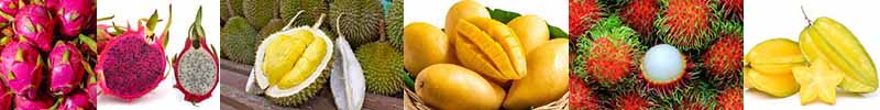 Malaysian Tropical Fruits